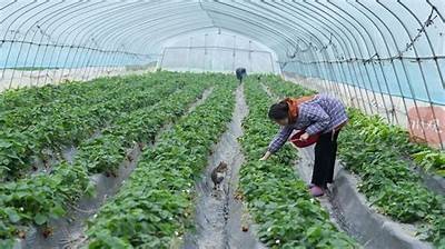 优质国产草莓在线视频分享，尽享新鲜美味，带你领略草莓的魅力！