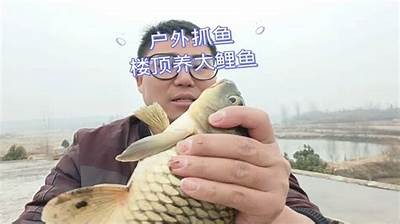 揭秘国产斗鱼群养技巧：视频分享与养护经验
