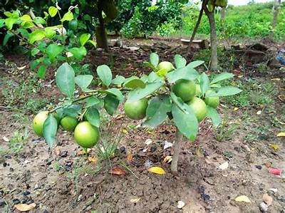 国产蛇果苗种植全攻略：种植技巧与养护要点详解