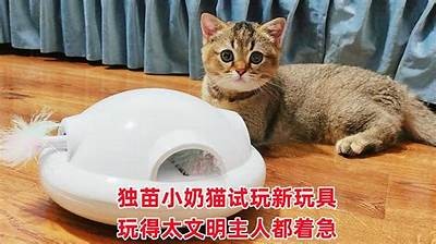 超萌国产小蝴蝶猫咪视频分享：让你心动的可爱瞬间